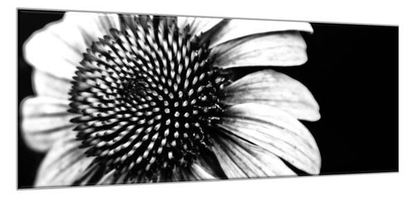 Obraz sklenený čiernobiely kvet slnečnice - 30 x 60 cm