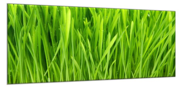 Obraz sklenený detail zelená tráva - 50 x 70 cm