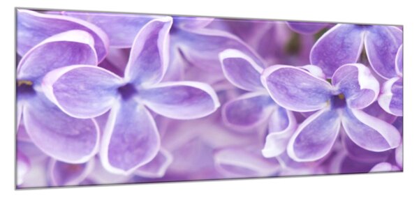 Obraz sklenený detail kvety fialového orgovánu - 30 x 60 cm