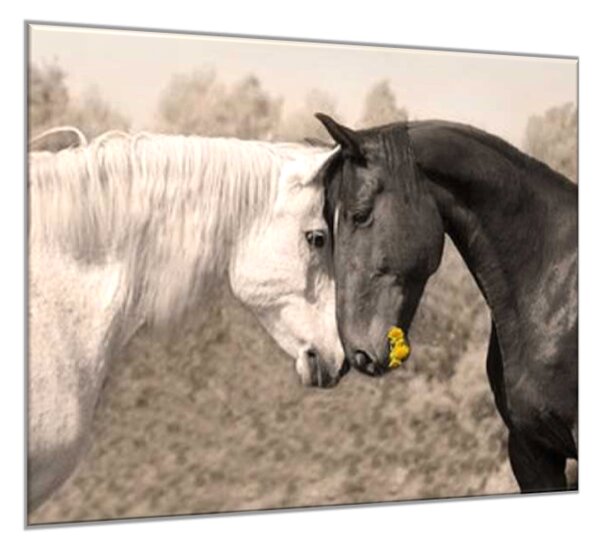 Obraz sklenený zamilovaný kôň biely a čierny - 40 x 40 cm
