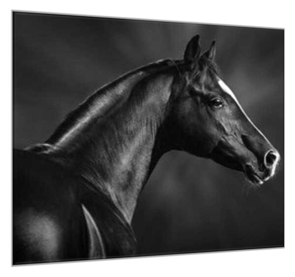 Obraz sklenený čierny kôň s bielou lysinou - 40 x 40 cm