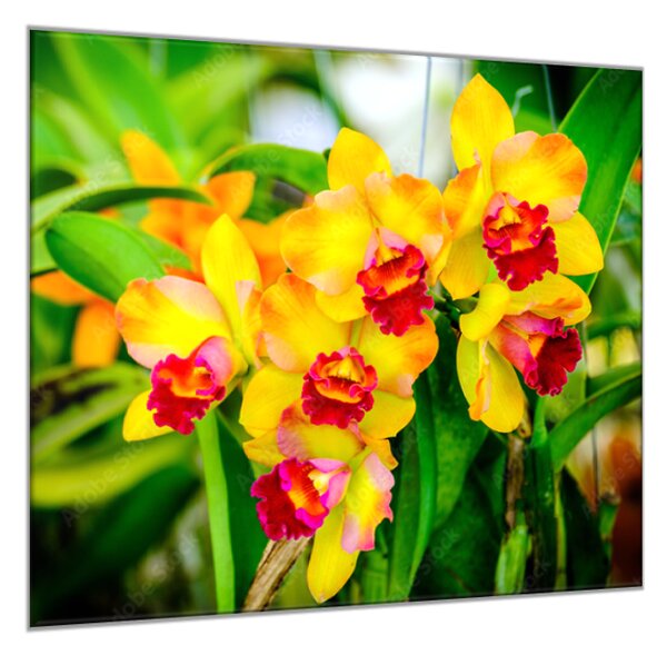 Obraz sklenený štvorcový žltý kvet orchidey v záhrade - 55 x 55 cm