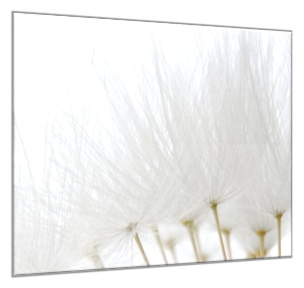 Obraz sklenený štvorcový odkvitnutá biela púpava - 40 x 40 cm