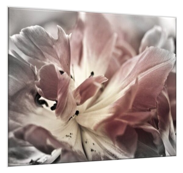 Obraz sklenený štvorcový abstraktný šedý kvet tulipánu - 60 x 60 cm
