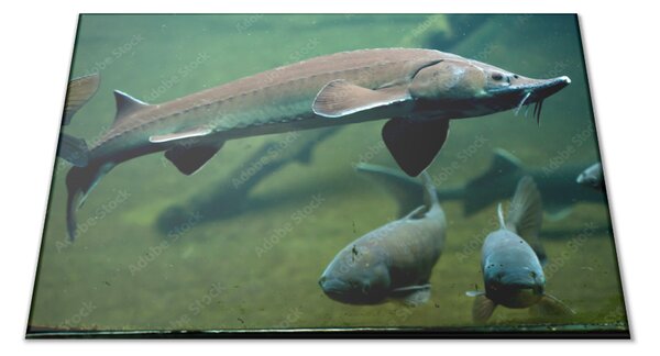 Sklenené lopárik ryba jeseter - 30x20cm