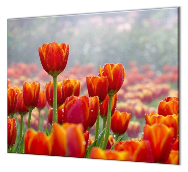 Ochranná doska poľa červených tulipánov - 52x60cm