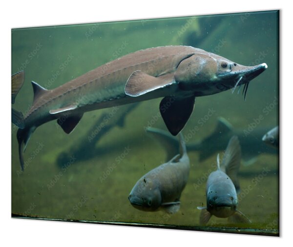 Ochranná doska ryba jeseter vo vode - 40x40cm / ANO