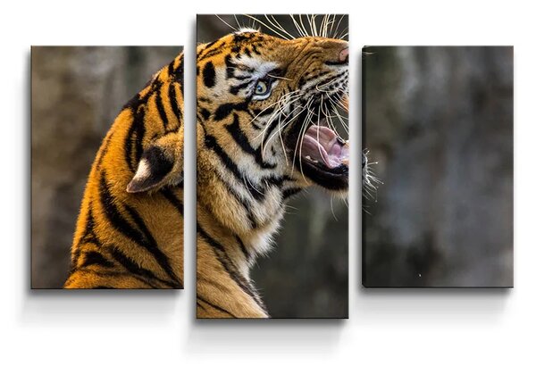 Sablio Obraz - 3-dílný Revúci tiger - 75x50 cm
